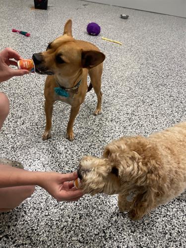 Gallery Image Pup_Cups.jpg