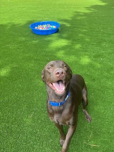 Gallery Image Sweet_Pup.jpg