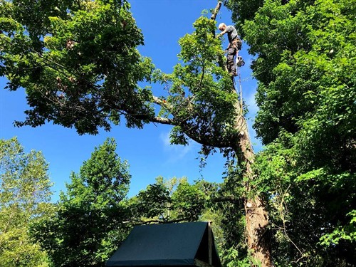 Gallery Image Nate-Foster-Tree-Care-Chapin-SC-003.jpg