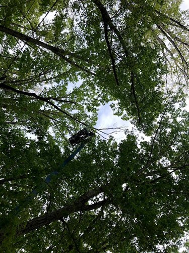 Gallery Image Nate-Foster-Tree-Care-Chapin-SC-006.jpg