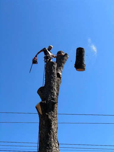 Gallery Image Nate-Foster-Tree-Care-Chapin-SC-011.jpg