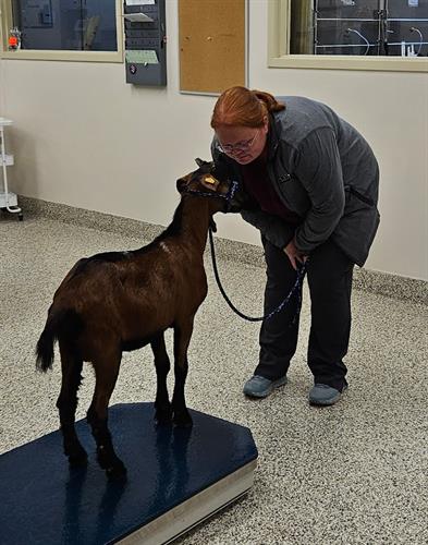 Gallery Image mindy_with_goat_2023.jpg