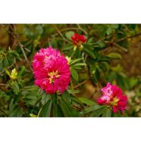 Rhododendron Festival at the Georgia Mountain Fairgrounds