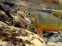 Fly Fishing for Mountain Trout