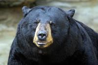 Black Bear Program for Smokey Bear's 75th Birthday