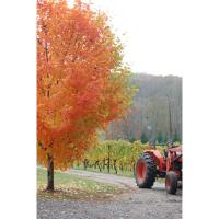 Enjoy fall with a glass of wine at these Lake Chatuge vineyards