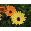 Mother's Day Flower Sale 