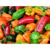 Prescott Park Chili Cook-Off and New Hampshire Fall Festival 