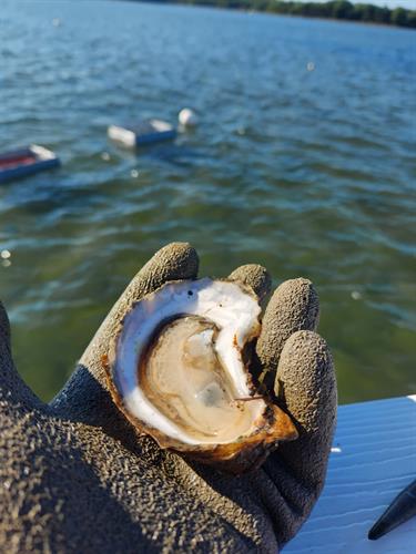 Oysters fresh from the bay