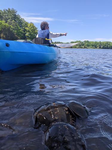 Horseshoe Crab