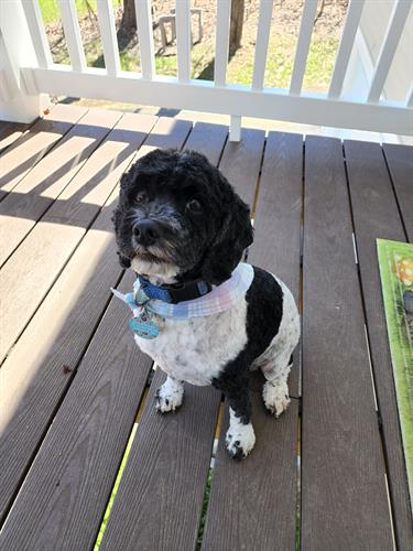 Cookie, Office Mutterials Associate