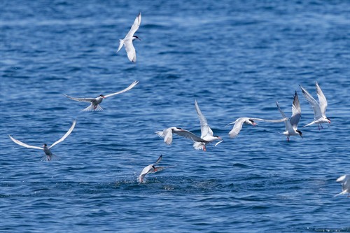 Terns 