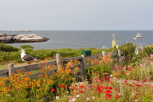 Celia Thaxter's Garden on Appledore