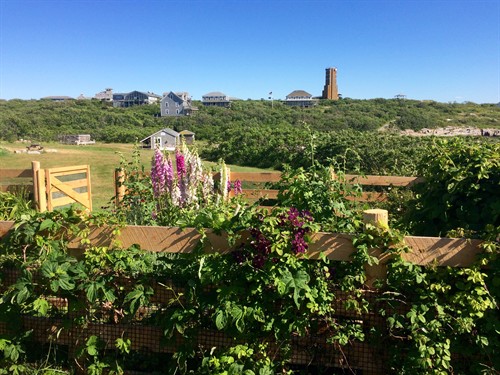 Garden with campus view