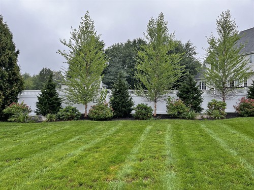 River Birch, Juniper, Hydrangea and Rhododendron Soft Screening