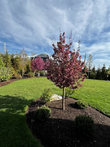 Malus 'Taylor' in foreground