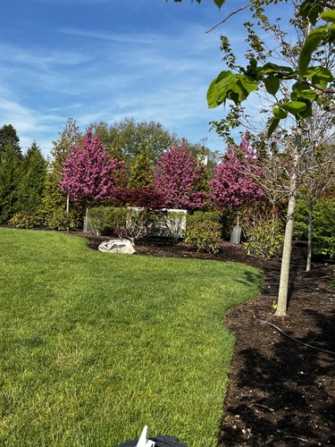 Malus 'Showtime'