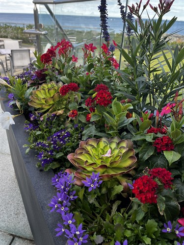 Succulent Planter