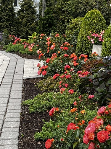 Easy Elegance Rosa 'Coral Cove'