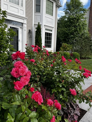 Easy Elegance Rosa 'Grandma's Blessing'