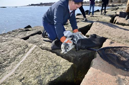SSC's Marine Mammal Rescue program runs a 24/7 hotline and responds to marine mammals along the NH and Northeastern MA coasts, as well as run community outreach programming to educate the public.