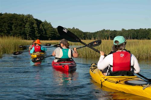 One program offered by SSC Marine Mammal Rescue during the spring and summer are our popular Wildlife Kayak Tours.