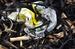 Beach Cleanup at Jenness Beach