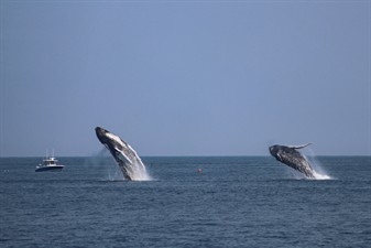 Blue Ocean Society for Marine Conservation