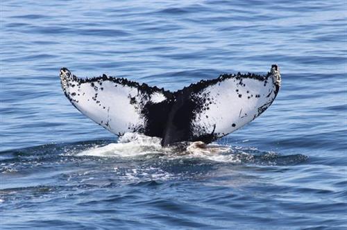 "Pinball," one of several hundred whales Blue Ocean Society scientists study on Jeffreys Ledge.