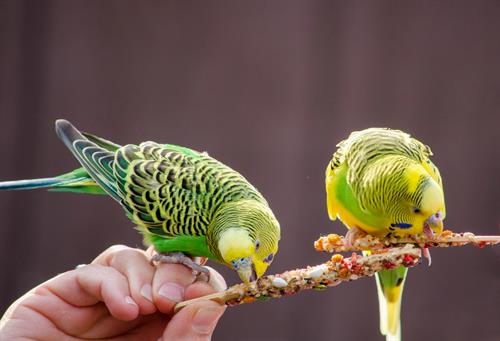 Gallery Image Parakeets_eating_on_a_stick_2021.jpg Gallery Image Parakeets_eating_on_a_stick_2021.jpg