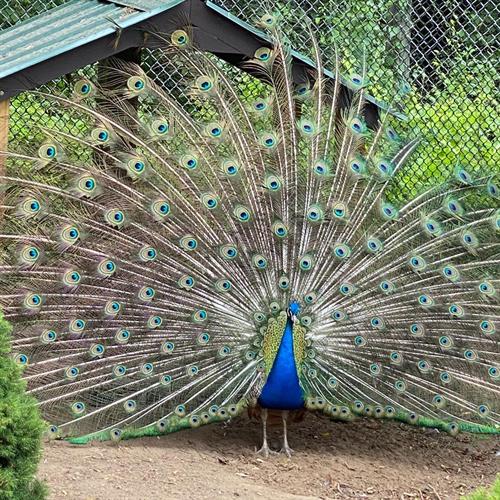 Gallery Image peacock_2021.jpg Gallery Image peacock_2021.jpg