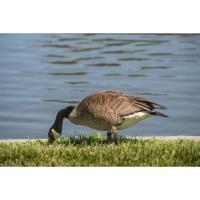 City of Portsmouth NH DPW Parks & Greenery Department program to control Canada Geese in place