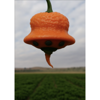 This Year’s Hottest Event: The 4th Annual New England Hot Sauce Fest on July 26!