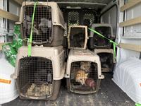 BEARS Etc.assists in the rescue of 330 survivors from OH fur farm