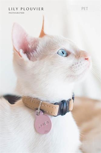Photo by Lily Plouvier | Pets | Plouvier Art Photo by Lily Plouvier | Pets | Plouvier Art