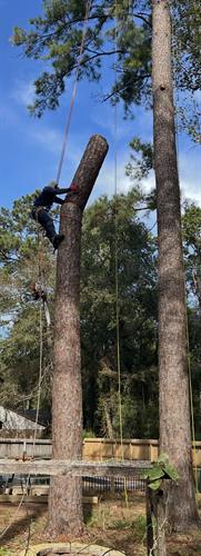 Tree removal for residential client in The Woodlands,Tx