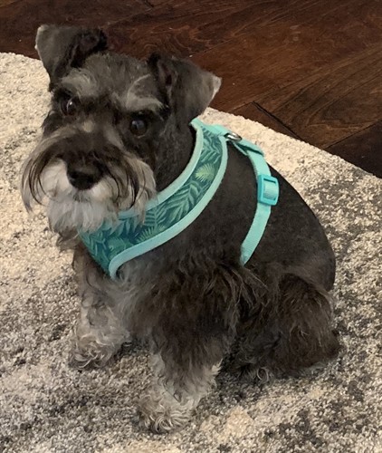 Bella she is a tad spoiled. 