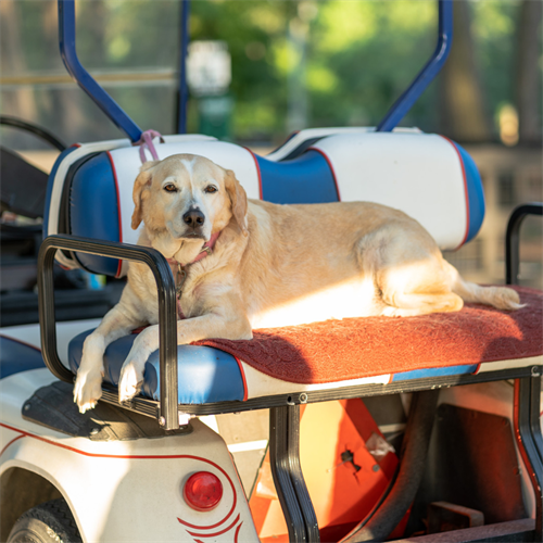 Dog-Friendly RV Resort in Willis, TX