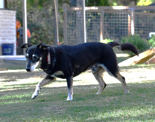 Rico: Retired Supervisory Security Team Leader at the Willis Candle Shop