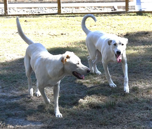 Ziggy and Trouble: Special Teams Security Specialists