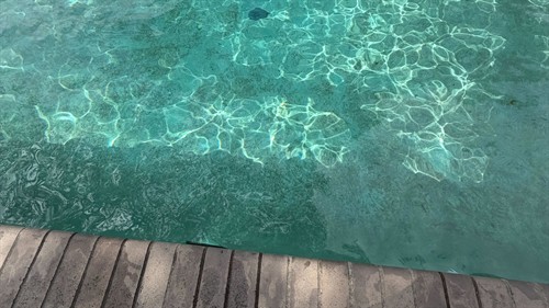Our team performing an intensive cleanup to remove organic debris and restore the water quality of this residential pool.