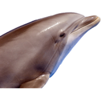 2026 Sunset Cruise w/ Animal House Band