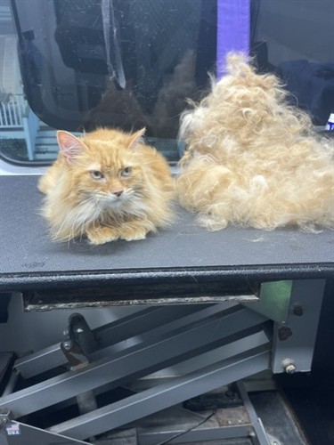 deshedding Lucy