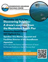 Discovering Dolphins: A drone's eye view from the Manhattan Beach Pier