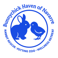 Bunnychick Haven of Navarre - Navarre