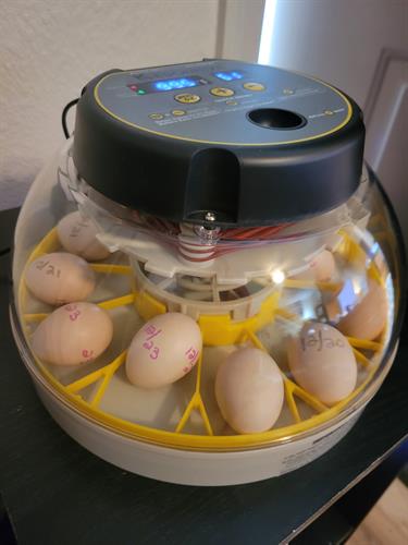 1st incubator babies in the oven