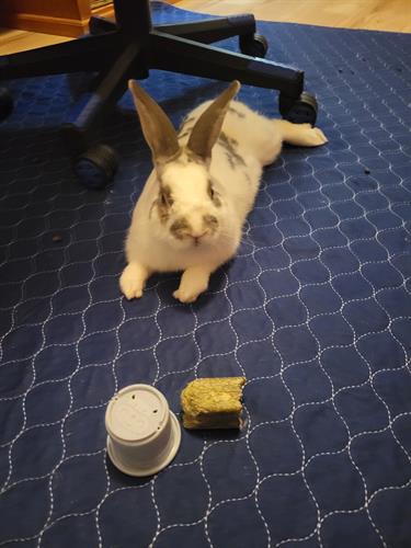 Meet Linc (our adoptable rescue Rex, rabbit)