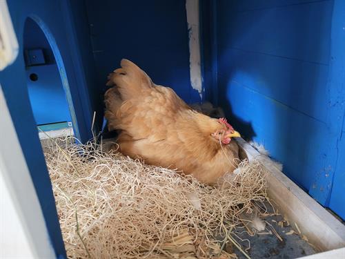 Mama Goldie, in her self-made nesting box (was a rabbit hutch!)