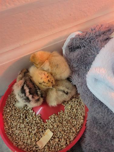 Booted Bantam baby chicks 2 days old