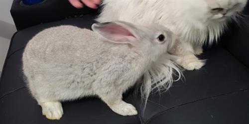 Meet Floppy Meet Floppy